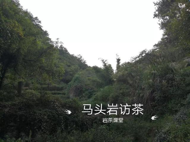马头岩肉桂是高档茶吗，武夷岩茶肉桂是好茶吗（马头岩肉桂为什么紧随牛栏坑肉桂之后）