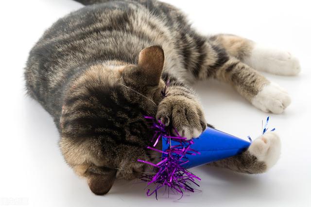 猫能吃什么人类食物，猫咪可以吃什么人类食物（猫咪可以吃的9种人类食物）