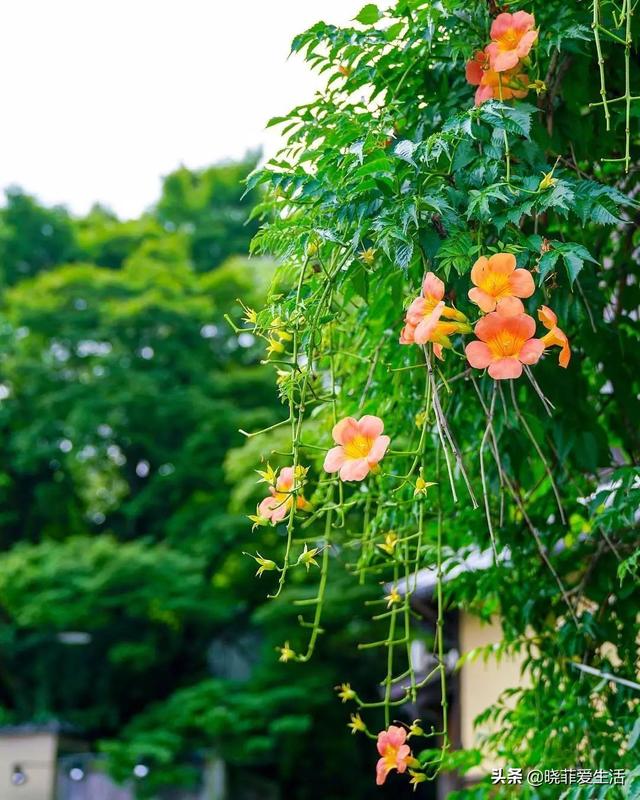 三種「漂亮花」，好養顏值高，卻被花友「嫌棄」，不是沒道理 - 天天要聞