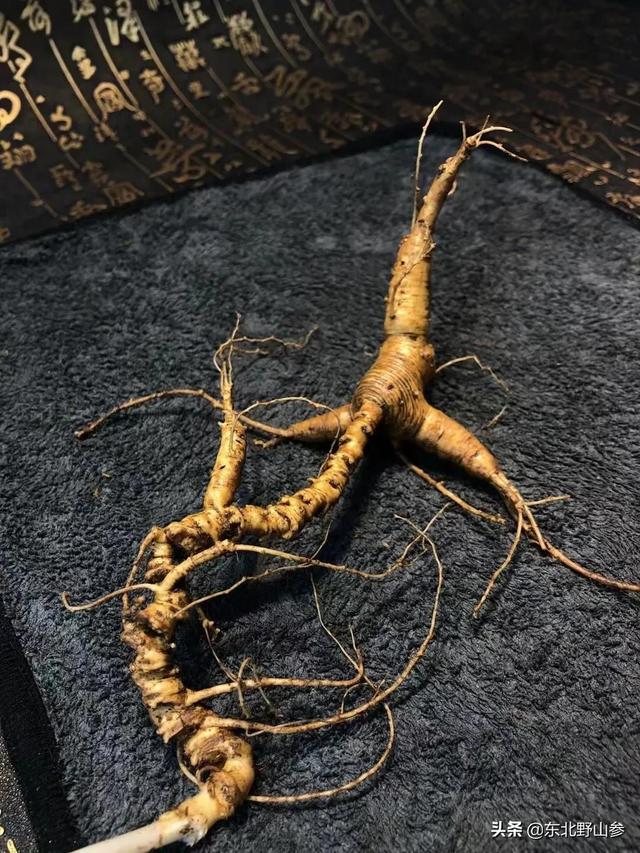 平常买的人参大多是什么，人参的觅货到底是什么