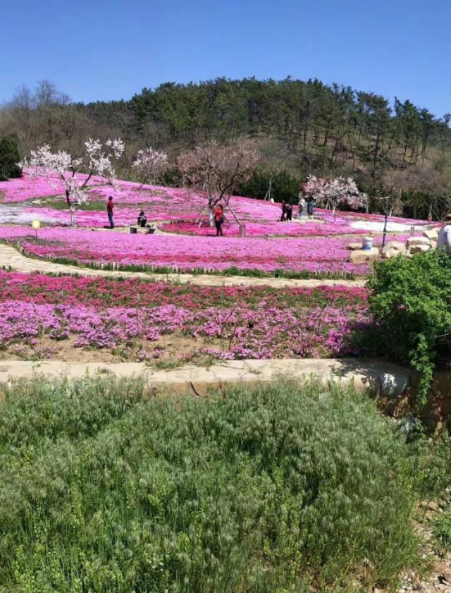 山花烂漫棒槌岛，棒槌山观光