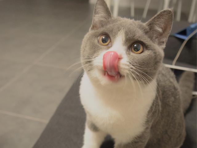 猫咪上火的症状，幼猫上火是什么症状（不用慌，教你降火小妙招）
