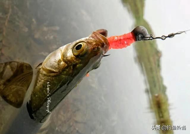 路亚钓白条的方法和技巧，白条只能手竿钓