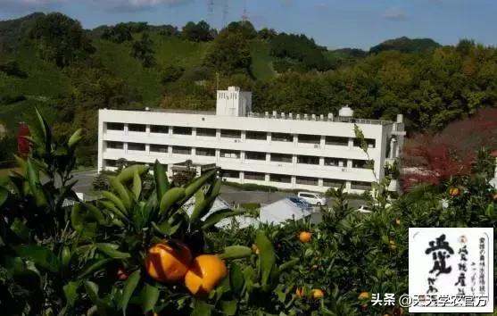 日本著名柑橘，“不知火”柑橘生理生态特性及栽培探讨