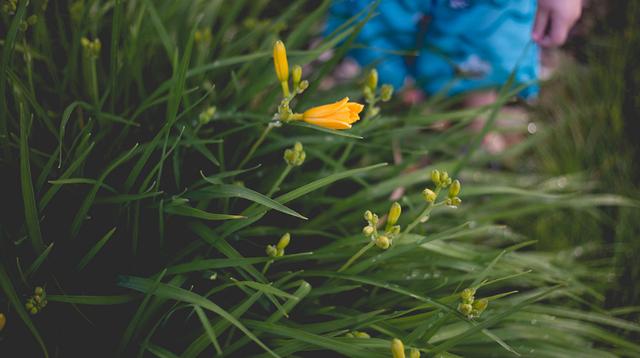 几种野生黄花菜，农村常见的野草