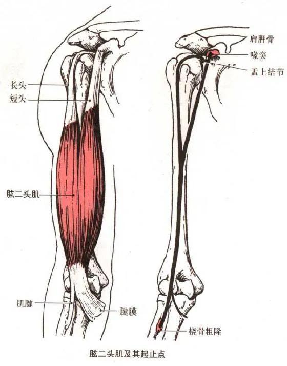 健身需要知道的肌肉，想让肌肉变得更大、更饱满