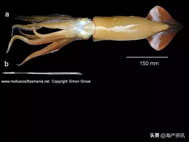 笔管蛸和鱿鱼的区别，硬核科普超详细解读笔管