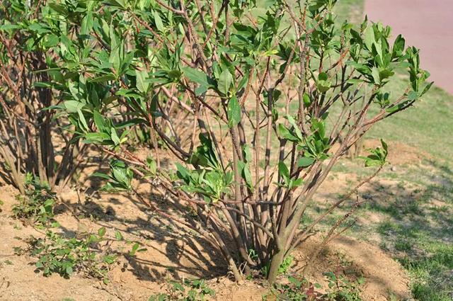 花冠类型为辐射对称花，结香花别名梦花树