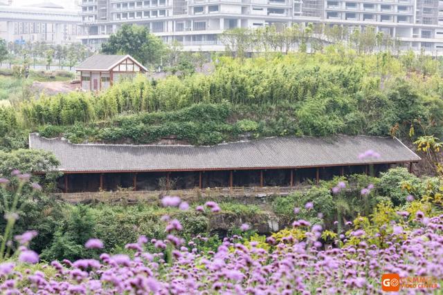 重庆熊猫最多的公园，你知道重庆动物园有多少只熊猫
