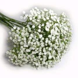 满天星是什么意思，满天星有什么意思（满天星适合送什么人）