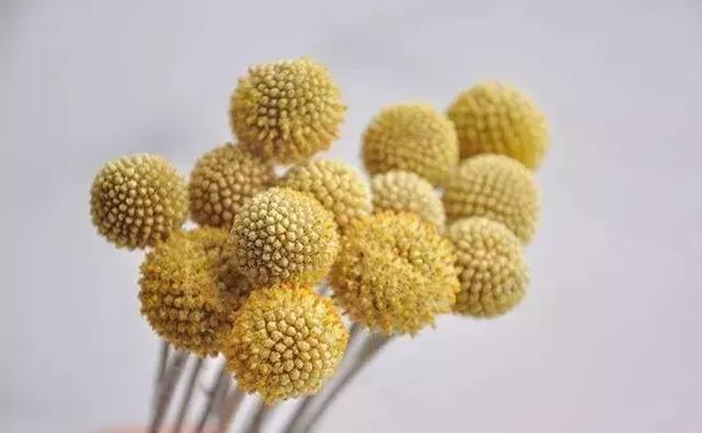 鲜花怎么做成干花，怎么把送的玫瑰花做成干花