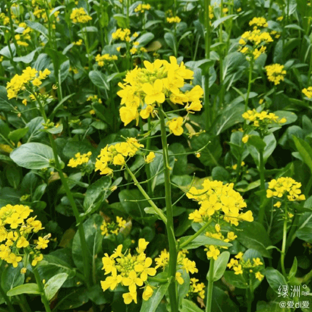 福州公园有什么花，6.5万花朵齐盛开