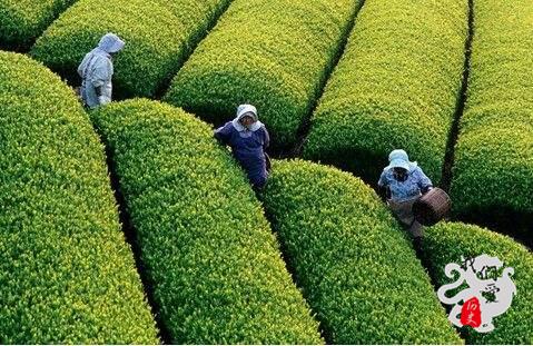 这部法国带货神剧，十部必看国外宫廷剧