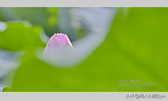 小景深效果花卉摄影技巧，花卉摄影如何拍出质感