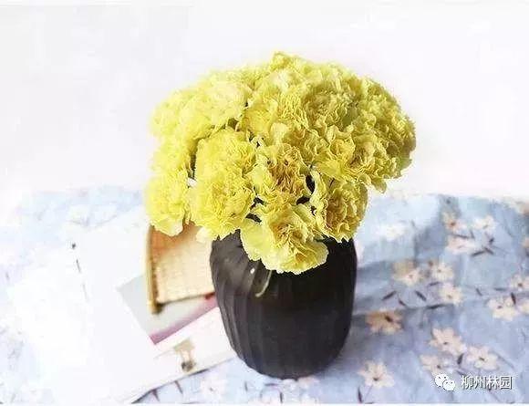 父亲节应该用什么花，推荐几款适合送给父亲的花