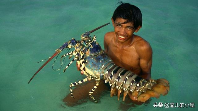 远古时代巨型龙虾，永葆青春真的不再是神话