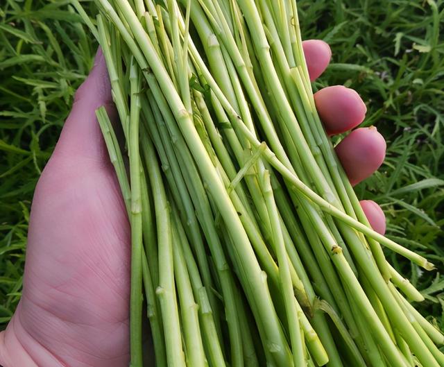 生长在水边酷似艾草，地蚕草是宝塔菜吗