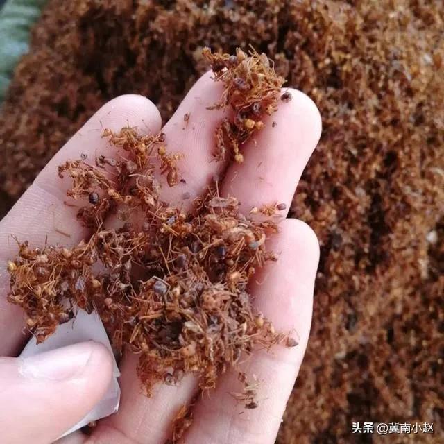 4种常见的可怕昆虫，世界上最毒的十大昆虫