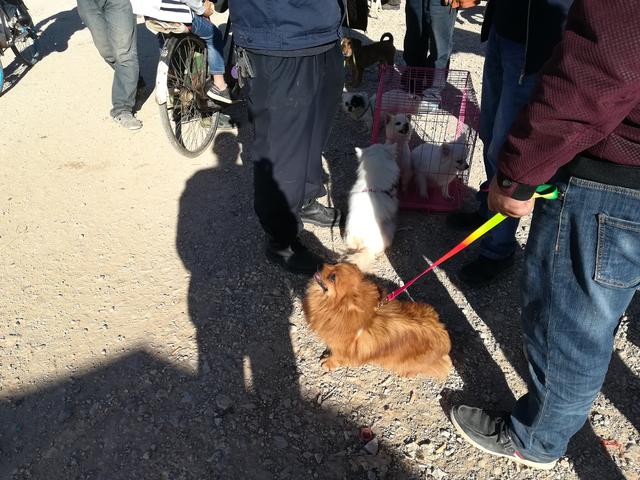 哪只博美犬最可爱最便宜，常被主人装在口袋里去散步