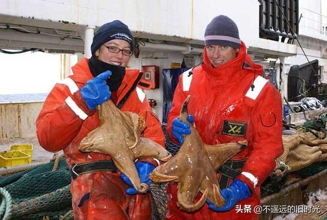 15种实际存在的异常大的动物，21种完全超乎了想象身形特别巨大的动物