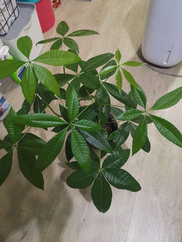 常见镇宅神兽，农村五大镇宅神兽