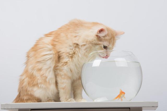 猫喝什么水比较好，猫咪可以喝什么水吗（一天到底需要喝多少水）