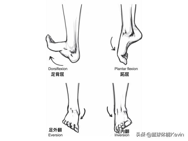 每天三个简单动作打造篮球铁膝盖，简单3个动作强化膝盖，实用
