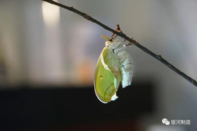 有哪些常见的飞蛾，自然记录蛾生一瞬