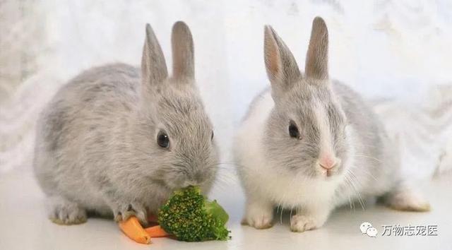 宠物兔可以吃吗，宠物兔养太大了能吃吗