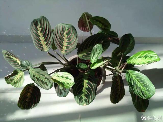 观叶植物的室内摆放，家里盆栽摆放有讲究