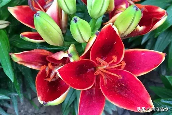 各种百合花的花语，不同数量的百合花的含义都不一样哦