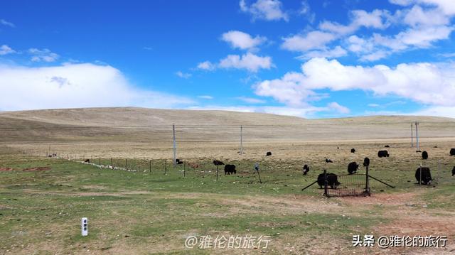 穿越无人区高原旅行,穿越海拔4700的米羌塘无人区 穿越无人区高原旅行,穿越海拔4700的米羌塘无人区