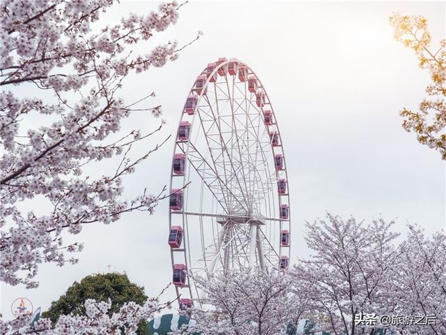 上海赏樱花都有哪些地方，本周末是染井吉野樱最佳观赏期