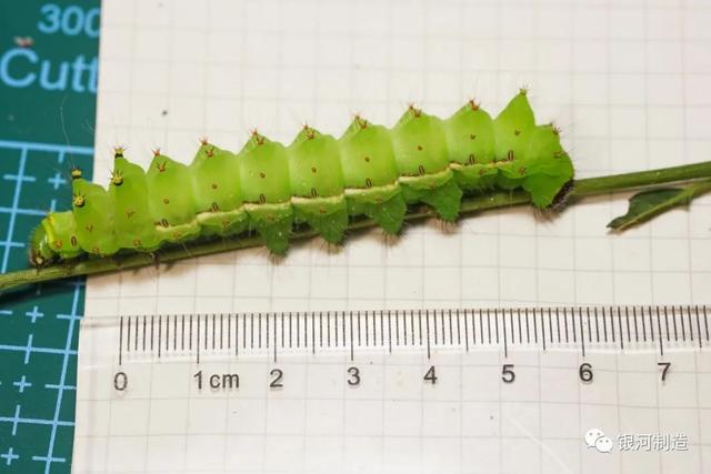 有哪些常见的飞蛾，自然记录蛾生一瞬