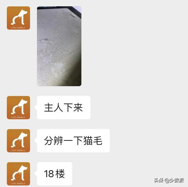 猫走丢了怎么办，猫咪走丢了怎么办快来看看吧