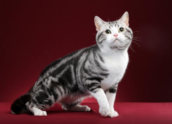 哪个品种的猫咪最粘人最调皮，世界5大最粘人的猫咪
