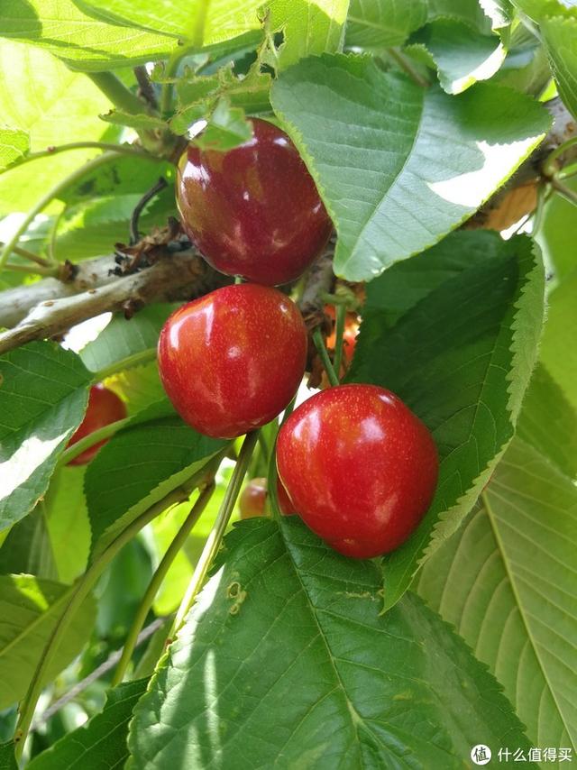国产樱桃品种对比，国产樱桃品种及购买一些介绍