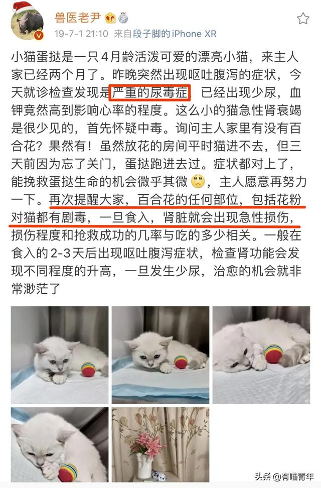 绿萝对猫有毒吗，猫咪吃了一口绿萝