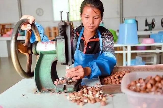 夏威夷果长什么样，原来夏威夷果是长这样的（夏威夷果：“名不副实”的坚果）