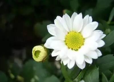 花语代表治愈的花，100种花的花语养养眼