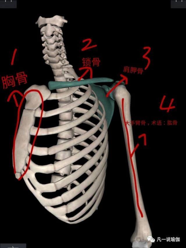 自己怎么开肩效果最好，上来就盲目开肩