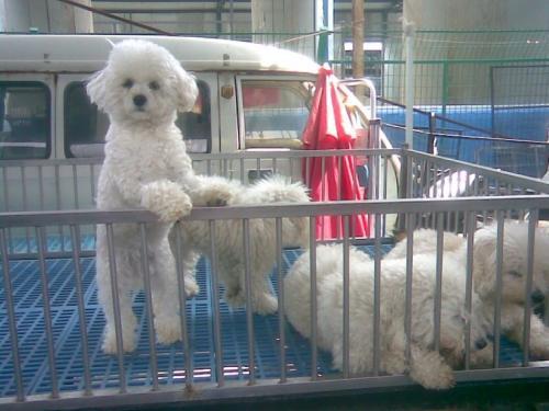 比熊的市场价格一般是多少，比熊价格为何这么低