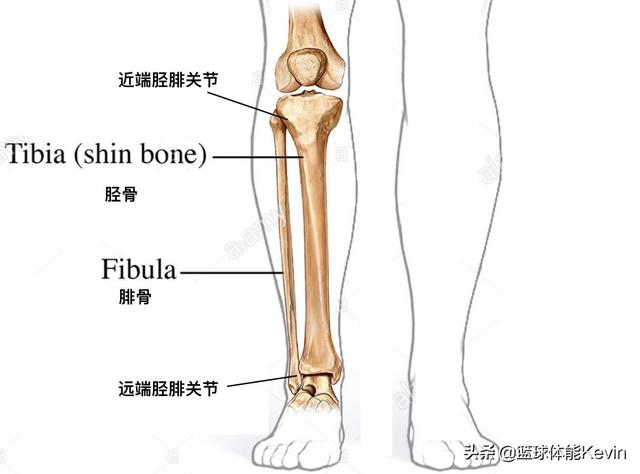每天三个简单动作打造篮球铁膝盖，简单3个动作强化膝盖，实用