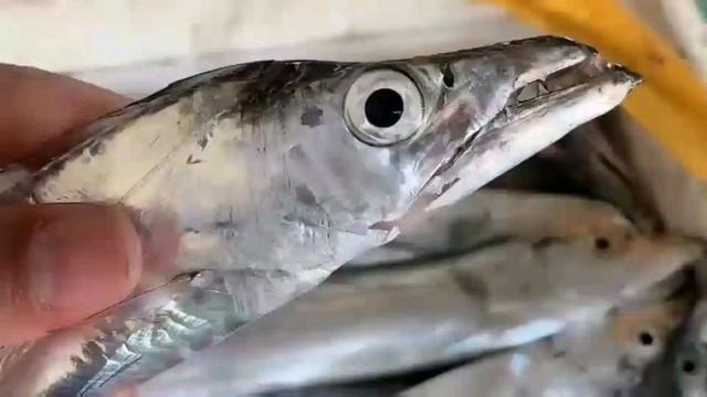 怎样选择购买带鱼，买带鱼有诀窍牢记