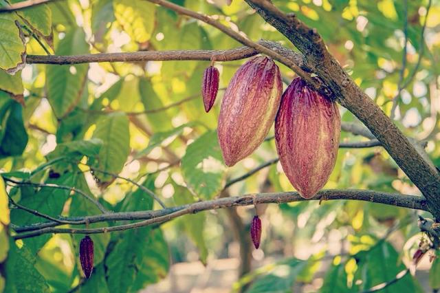 全球最精致的巧克力，世界上第4种巧克力