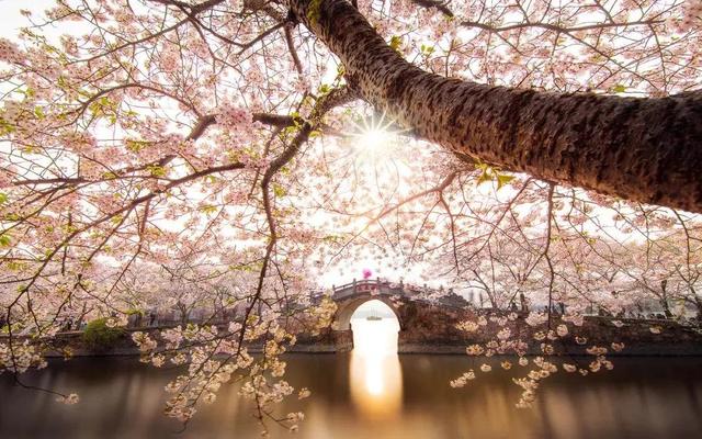 春天踏春赏花时间表，2023春日赏花踏青去哪