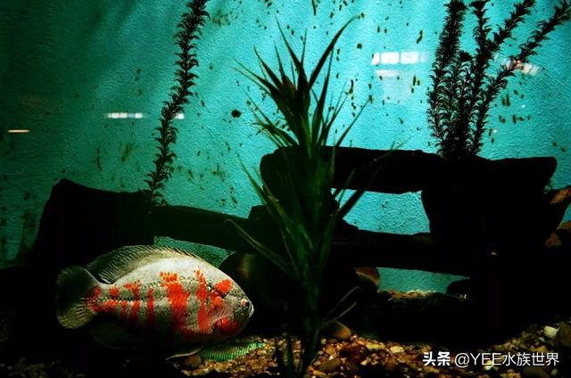 自制水循环鱼缸用，自制鱼缸水循环原理（巧用物理原理做鱼缸）