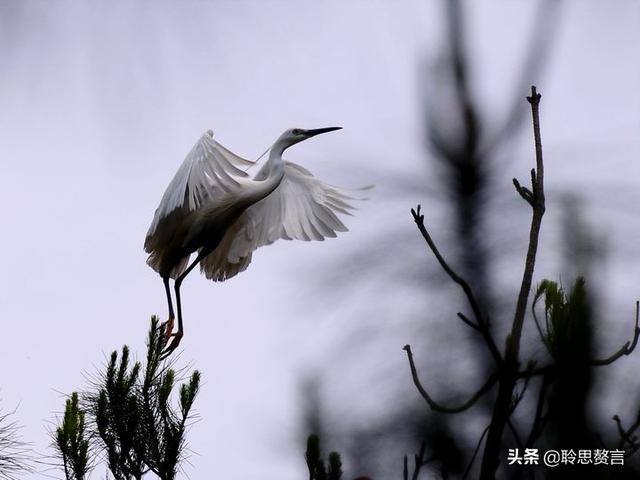 关于白鹭的诗句古诗四句，漠漠阴阴两组叠字好在哪里