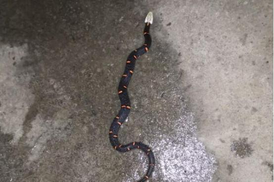 短尾蝮蛇危险吗，父母离家,13岁男孩养毒蛇为伴