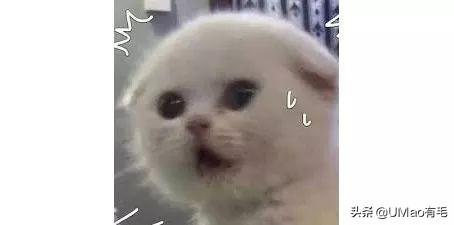 飞机托运猫咪流程，需要办理什么手续